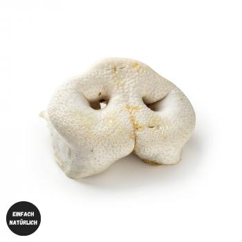 Schweine-Nasen, weiß